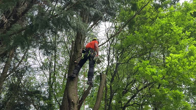 How Our Tree Care Process Works  in  Atchison, KS